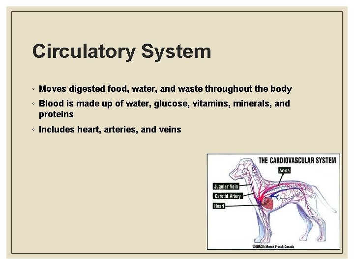 Circulatory System ◦ Moves digested food, water, and waste throughout the body ◦ Blood