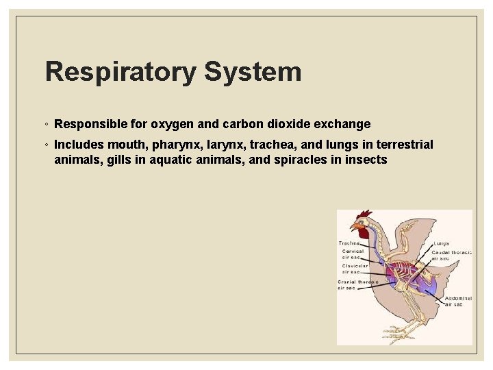 Respiratory System ◦ Responsible for oxygen and carbon dioxide exchange ◦ Includes mouth, pharynx,