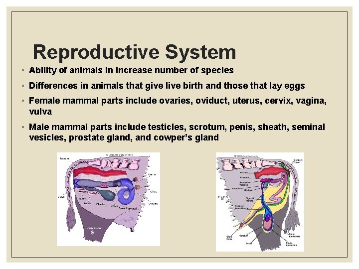 Reproductive System ◦ Ability of animals in increase number of species ◦ Differences in