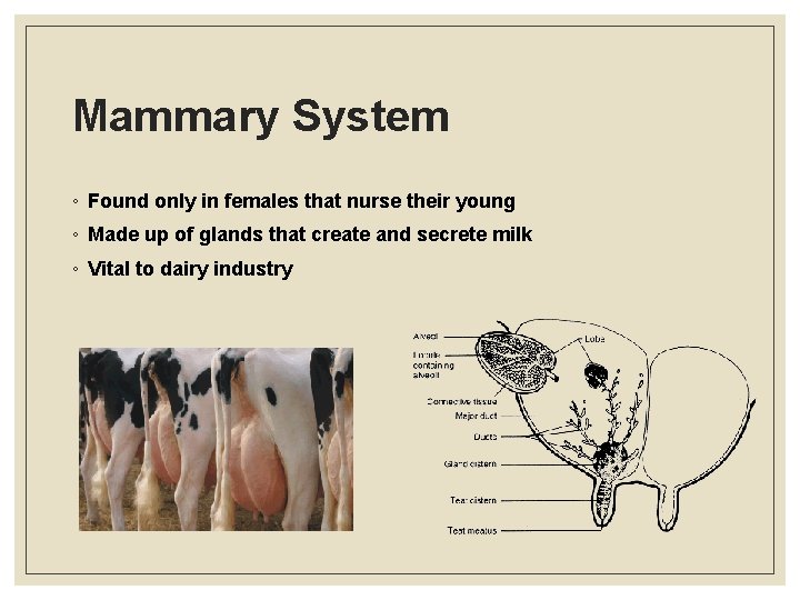 Mammary System ◦ Found only in females that nurse their young ◦ Made up