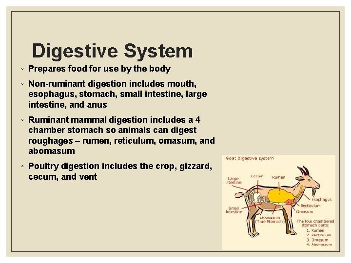 Digestive System ◦ Prepares food for use by the body ◦ Non-ruminant digestion includes