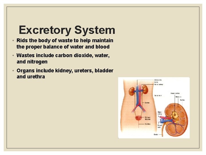 Excretory System ◦ Rids the body of waste to help maintain the proper balance