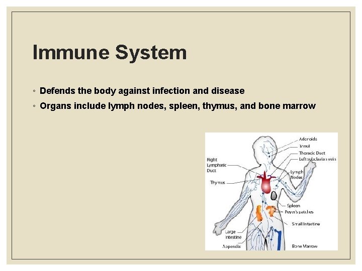 Immune System ◦ Defends the body against infection and disease ◦ Organs include lymph