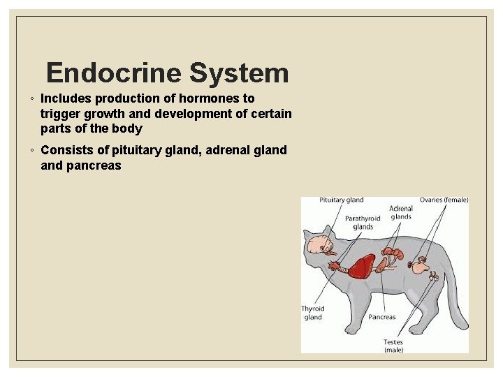 Endocrine System ◦ Includes production of hormones to trigger growth and development of certain