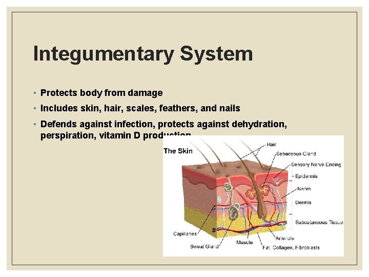 Integumentary System ◦ Protects body from damage ◦ Includes skin, hair, scales, feathers, and