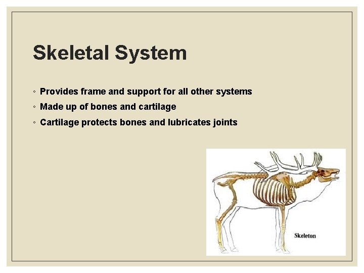Skeletal System ◦ Provides frame and support for all other systems ◦ Made up