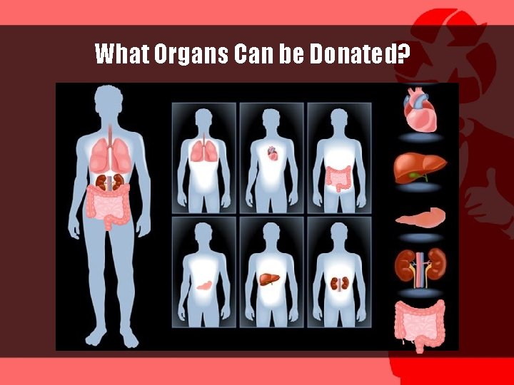 What Organs Can be Donated? 