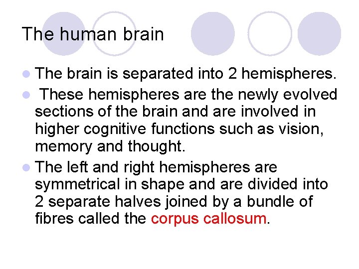 The human brain l The brain is separated into 2 hemispheres. l These hemispheres