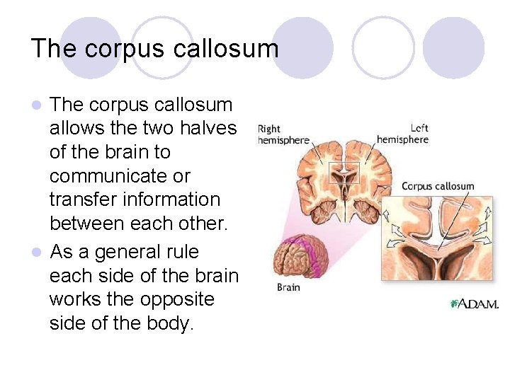 The corpus callosum allows the two halves of the brain to communicate or transfer