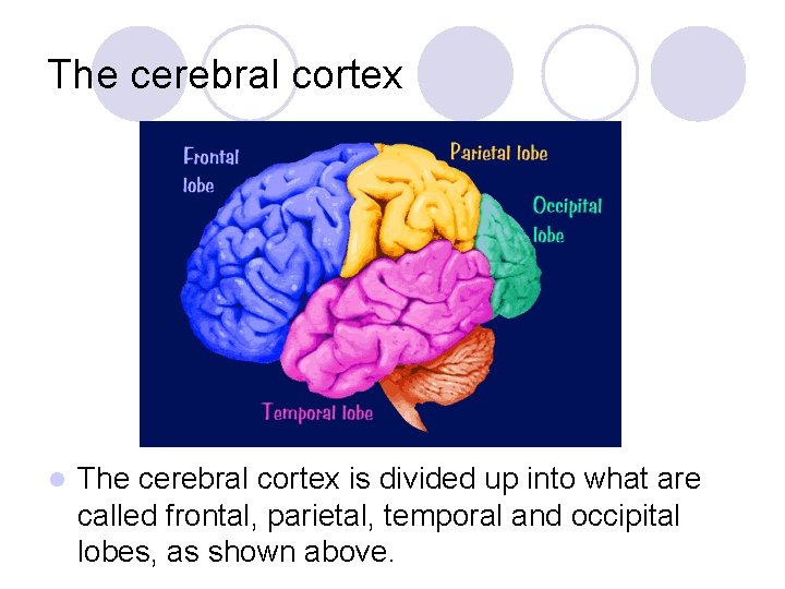 The cerebral cortex l The cerebral cortex is divided up into what are called