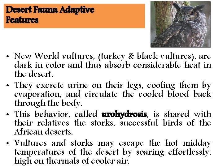 Desert Fauna Adaptive Features • New World vultures, (turkey & black vultures), are dark