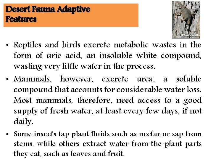 Desert Fauna Adaptive Features • Reptiles and birds excrete metabolic wastes in the form