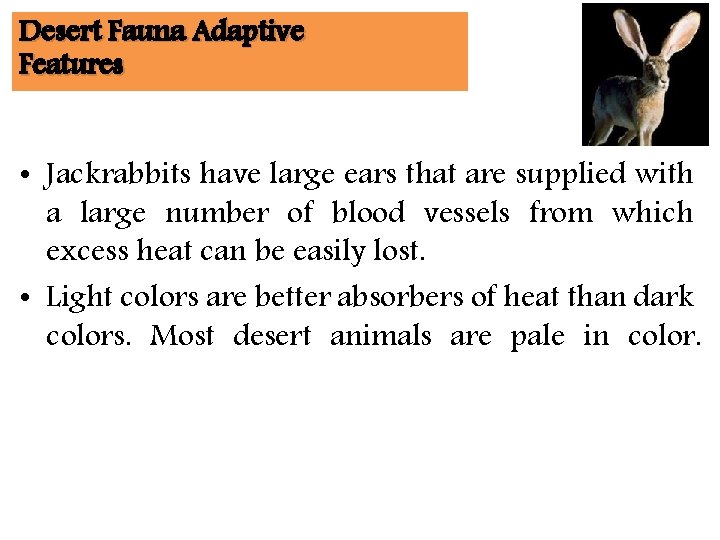 Desert Fauna Adaptive Features • Jackrabbits have large ears that are supplied with a