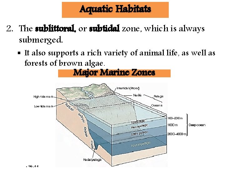 Aquatic Habitats 2. The sublittoral, or subtidal zone, which is always submerged. § It