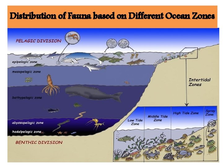 Distribution of Fauna based on Different Ocean Zones 