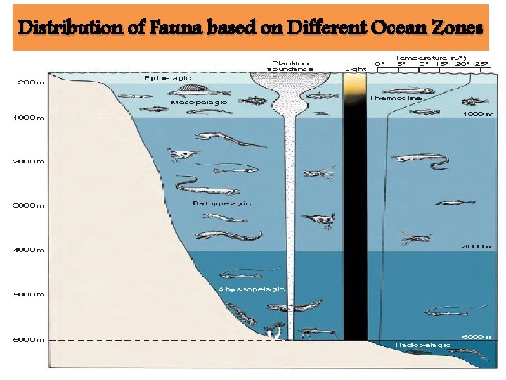 Distribution of Fauna based on Different Ocean Zones 