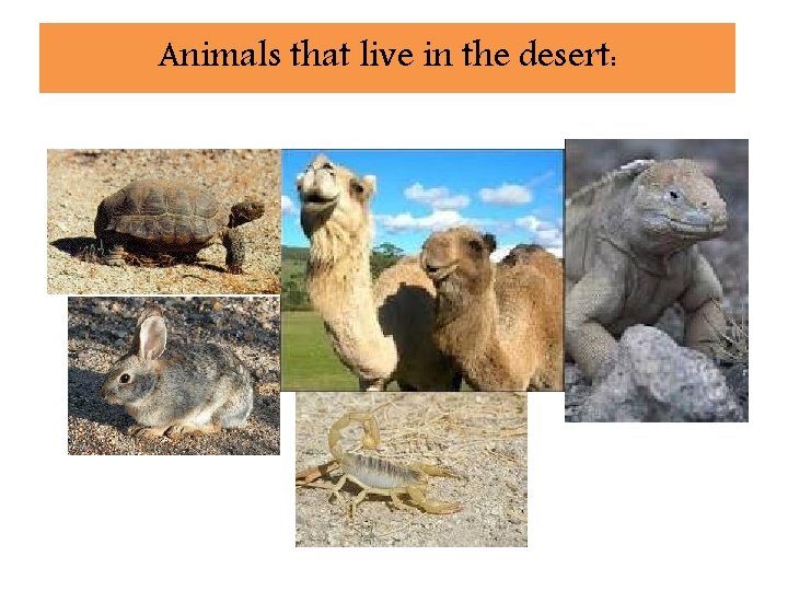 Animals that live in the desert: 