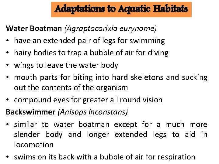 Adaptations to Aquatic Habitats Water Boatman (Agraptocorixia eurynome) • have an extended pair of