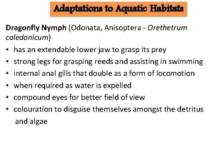 Adaptations to Aquatic Habitats Dragonfly Nymph (Odonata, Anisoptera - Orethetrum caledonicum) • has an