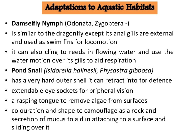 Adaptations to Aquatic Habitats • Damselfly Nymph (Odonata, Zygoptera -) • is similar to