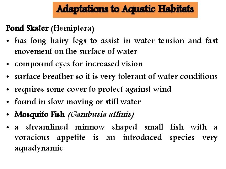 Adaptations to Aquatic Habitats Pond Skater (Hemiptera) • has long hairy legs to assist