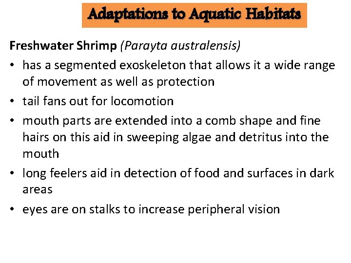 Adaptations to Aquatic Habitats Freshwater Shrimp (Parayta australensis) • has a segmented exoskeleton that