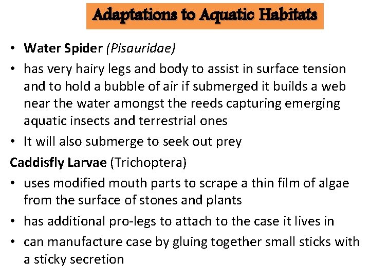 Adaptations to Aquatic Habitats • Water Spider (Pisauridae) • has very hairy legs and