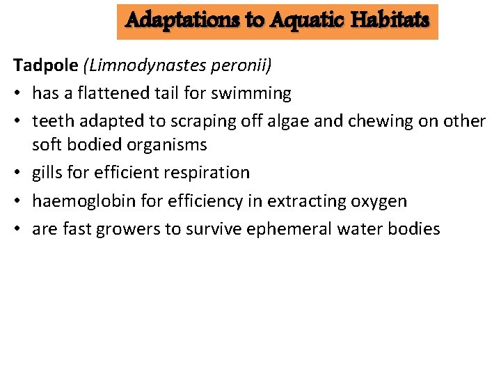 Adaptations to Aquatic Habitats Tadpole (Limnodynastes peronii) • has a flattened tail for swimming