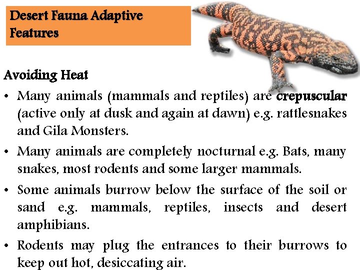 Desert Fauna Adaptive Features Avoiding Heat • Many animals (mammals and reptiles) are crepuscular