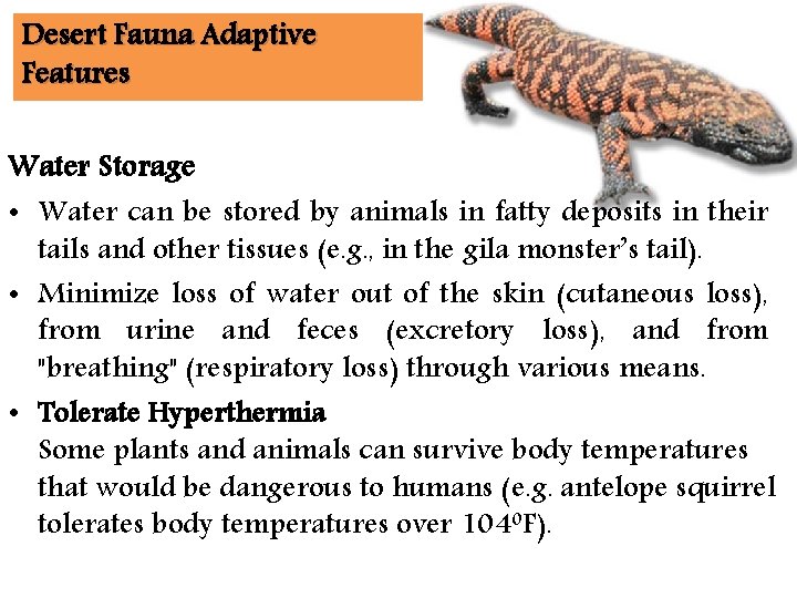 Desert Fauna Adaptive Features Water Storage • Water can be stored by animals in