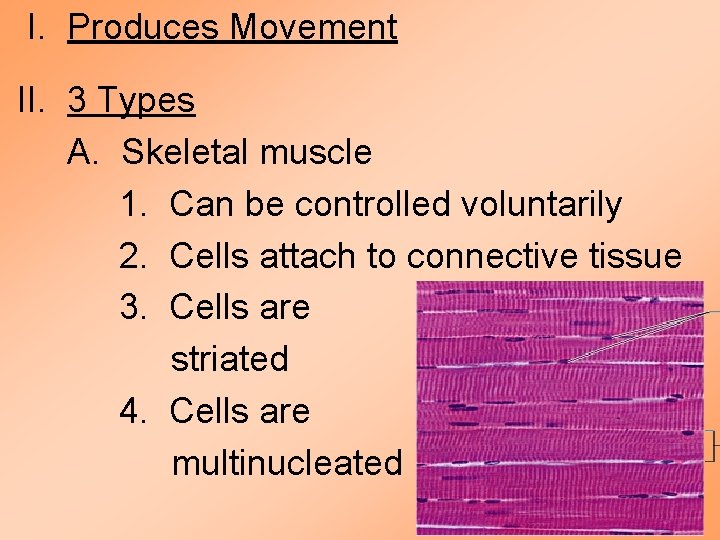 I. Produces Movement II. 3 Types A. Skeletal muscle 1. Can be controlled voluntarily I. Produces Movement II. 3 Types A. Skeletal muscle 1. Can be controlled voluntarily