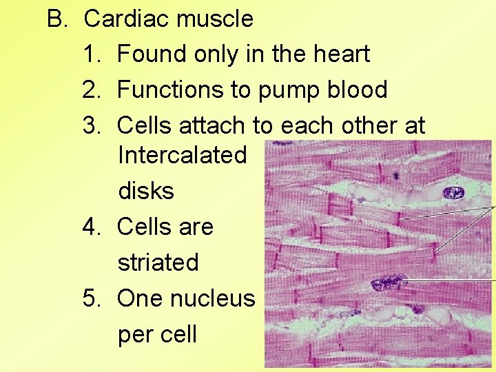 B. Cardiac muscle 1. Found only in the heart 2. Functions to pump blood B. Cardiac muscle 1. Found only in the heart 2. Functions to pump blood