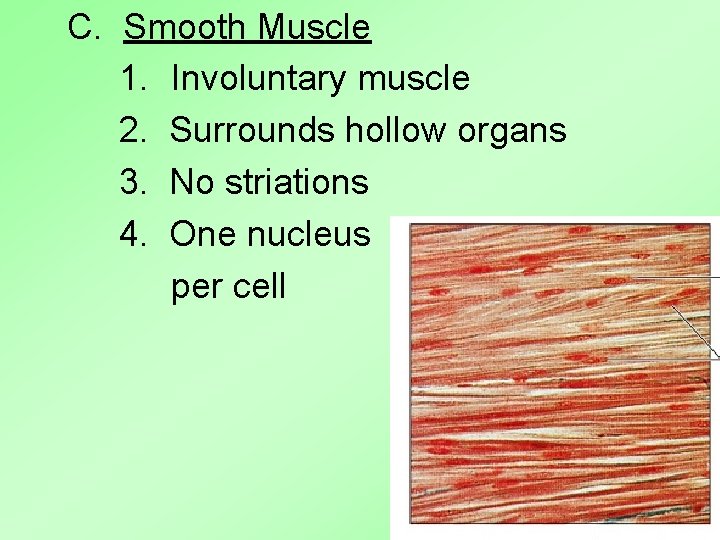 C. Smooth Muscle 1. Involuntary muscle 2. Surrounds hollow organs 3. No striations 4. C. Smooth Muscle 1. Involuntary muscle 2. Surrounds hollow organs 3. No striations 4.