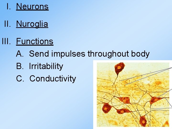 I. Neurons II. Nuroglia III. Functions A. Send impulses throughout body B. Irritability C. I. Neurons II. Nuroglia III. Functions A. Send impulses throughout body B. Irritability C.