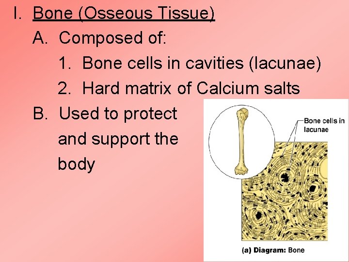 I. Bone (Osseous Tissue) A. Composed of: 1. Bone cells in cavities (lacunae) 2. I. Bone (Osseous Tissue) A. Composed of: 1. Bone cells in cavities (lacunae) 2.