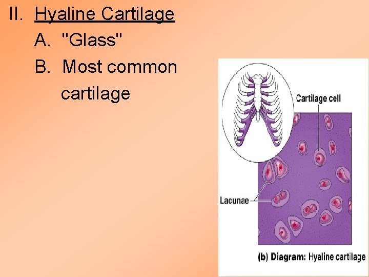 II. Hyaline Cartilage A. "Glass" B. Most common cartilage II. Hyaline Cartilage A. "Glass" B. Most common cartilage