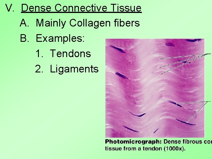 V. Dense Connective Tissue A. Mainly Collagen fibers B. Examples: 1. Tendons 2. Ligaments V. Dense Connective Tissue A. Mainly Collagen fibers B. Examples: 1. Tendons 2. Ligaments