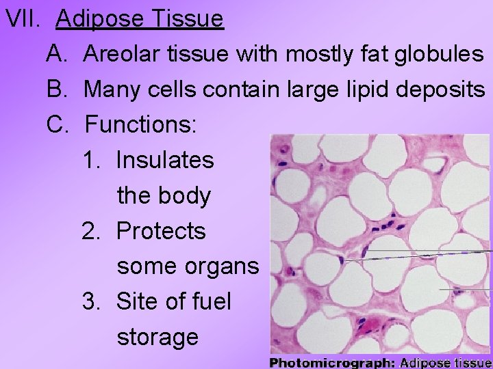 VII. Adipose Tissue A. Areolar tissue with mostly fat globules B. Many cells contain VII. Adipose Tissue A. Areolar tissue with mostly fat globules B. Many cells contain