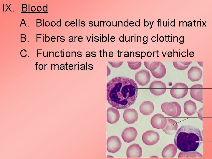 IX. Blood A. Blood cells surrounded by fluid matrix B. Fibers are visible during IX. Blood A. Blood cells surrounded by fluid matrix B. Fibers are visible during