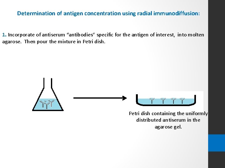 Determination of antigen concentration using radial immunodiffusion: 1. Incorporate of antiserum “antibodies” specific for