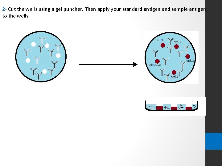 2 - Cut the wells using a gel puncher. Then apply your standard antigen