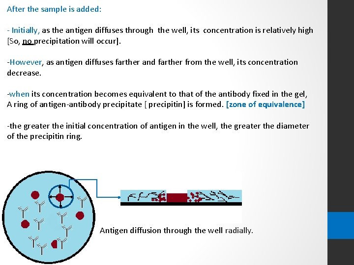 After the sample is added: - Initially, as the antigen diffuses through the well,