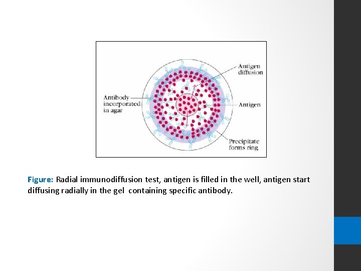 Figure: Radial immunodiffusion test, antigen is filled in the well, antigen start diffusing radially