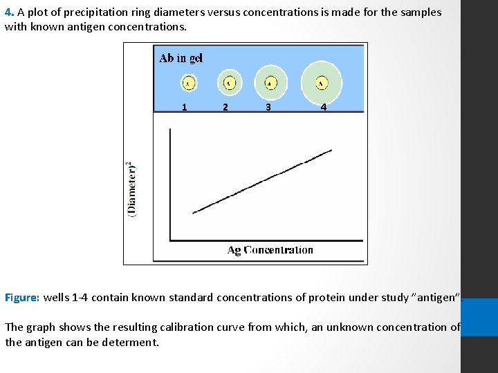 4. A plot of precipitation ring diameters versus concentrations is made for the samples