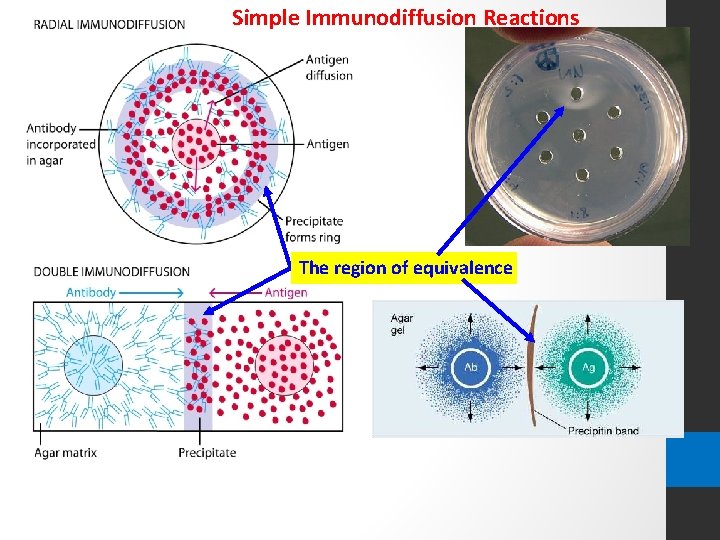 Simple Immunodiffusion Reactions The region of equivalence 