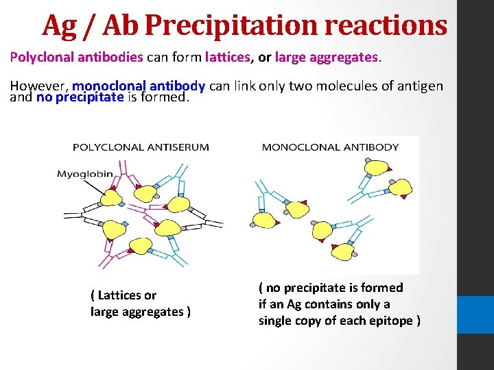 Ag / Ab Precipitation reactions Polyclonal antibodies can form lattices, or large aggregates. However,