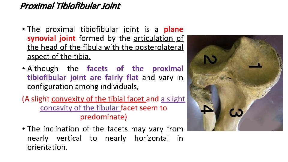Proximal Tibiofibular Joint • The proximal tibiofibular joint is a plane synovial joint formed