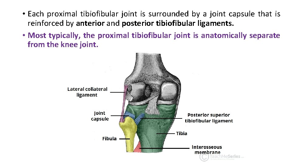  • Each proximal tibiofibular joint is surrounded by a joint capsule that is