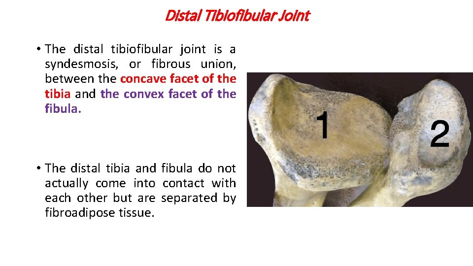 Distal Tibiofibular Joint • The distal tibiofibular joint is a syndesmosis, or fibrous union,