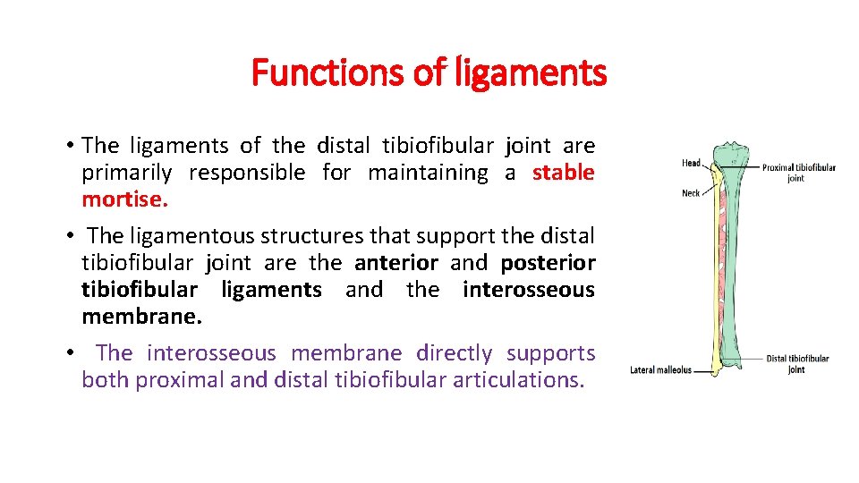 Functions of ligaments • The ligaments of the distal tibiofibular joint are primarily responsible